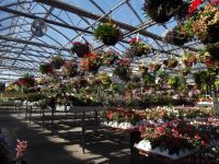 greenhouse 2012 042